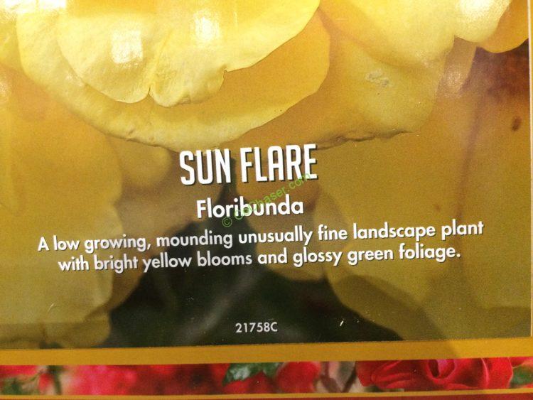 Costco139980BarerootRoses1Gallon2Pack1 CostcoChaser