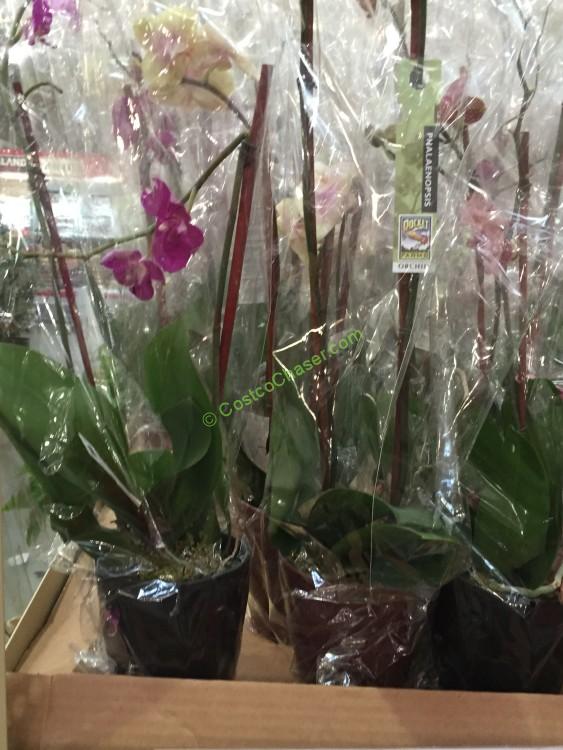 Phalaenopsis Double Spike Orchid CostcoChaser