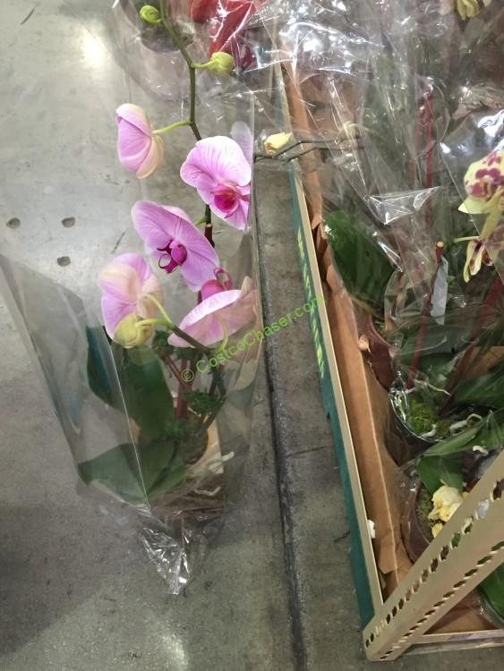 costco-15230-phalaenopsis-double-spike-orchid-2
