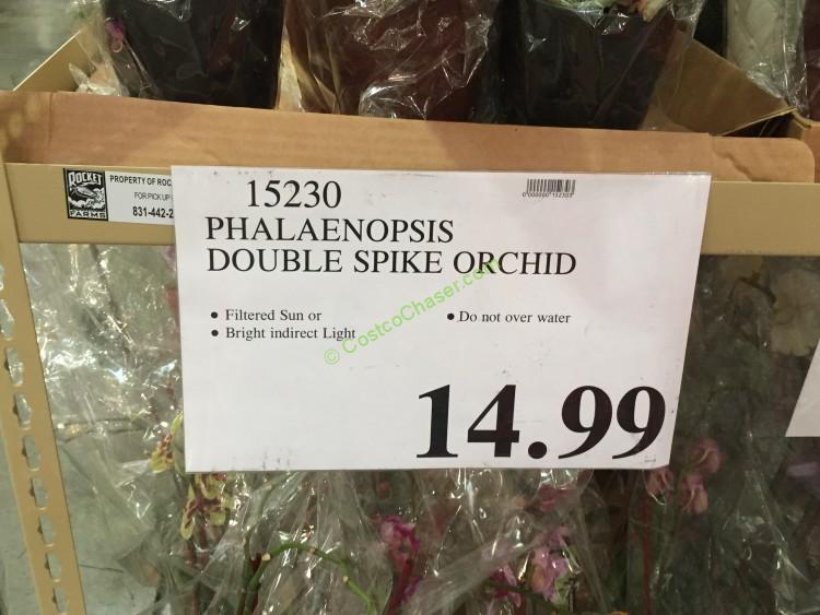Phalaenopsis Double Spike Orchid CostcoChaser