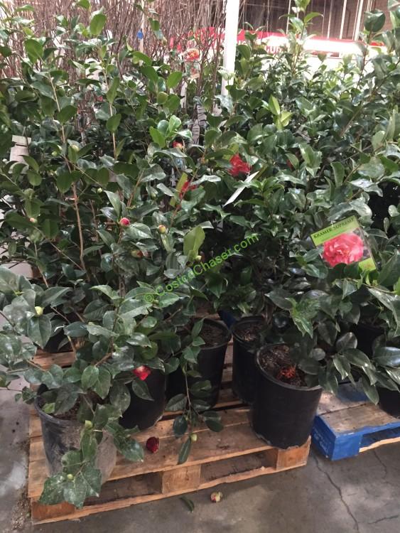 Camellia 3 5g 13 6l Assorted, Camellia Plant Home Depot