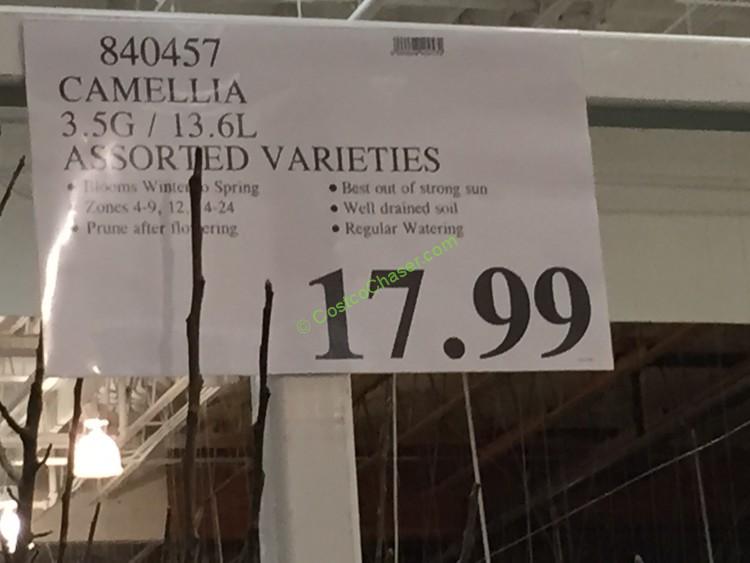 Camellia 3.5G / 13.6L Assorted Varieties CostcoChaser