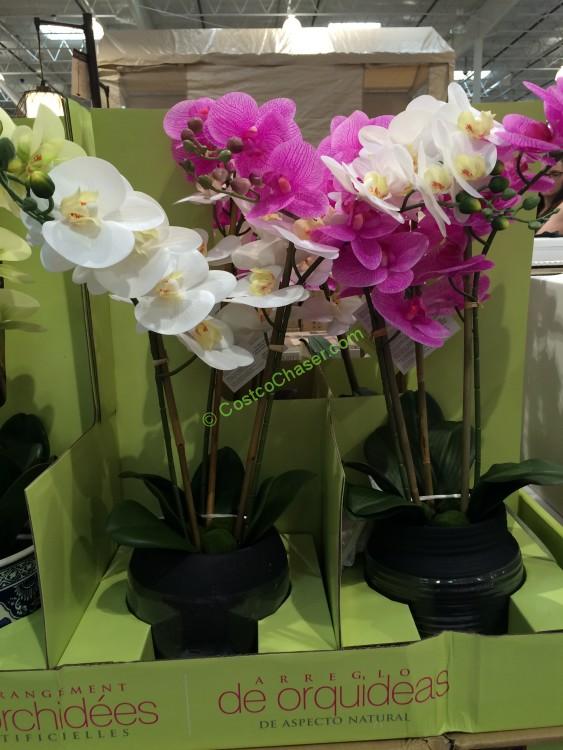 Beaumont Designs Artificial Orchid Assortment