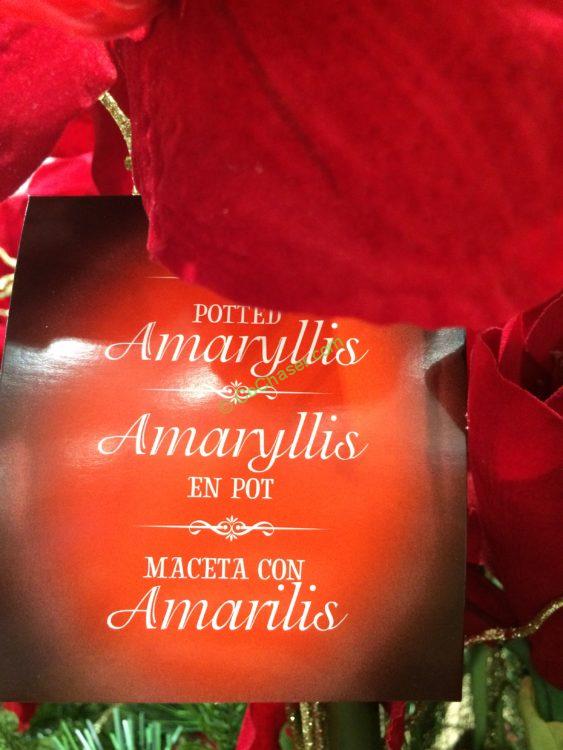 Costco-753768- Artificial-Potted-Amaryllis-name