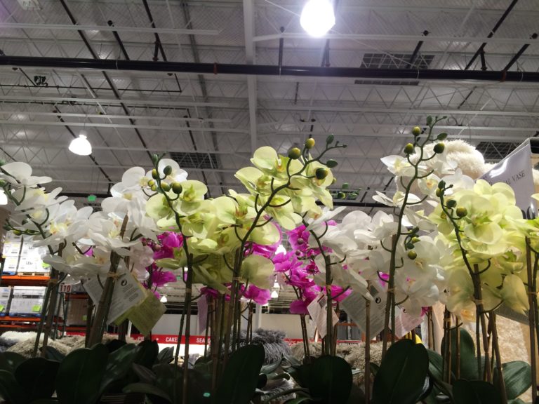 Beaumont Designs Artificial Orchid Assortment CostcoChaser