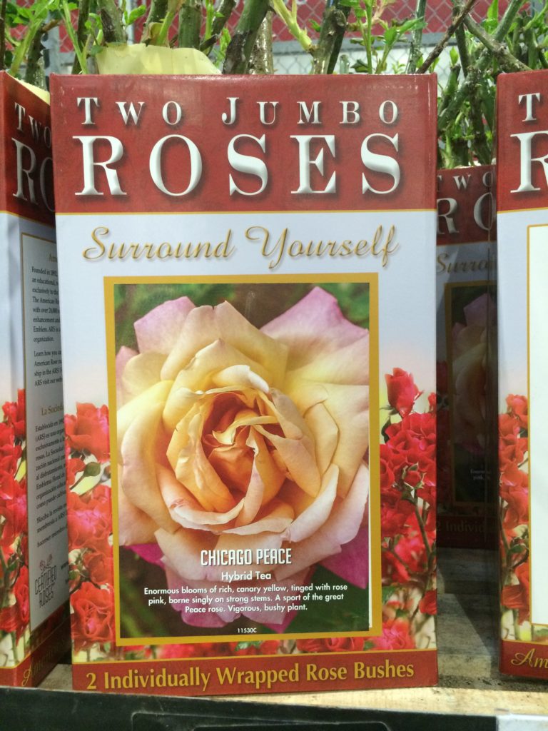 Costco139980BarerootRoses1Gallon2Packface CostcoChaser