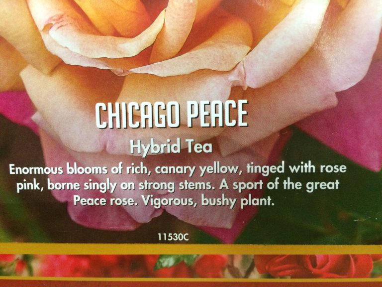 Costco139980BarerootRoses1Gallon2Pack2 CostcoChaser