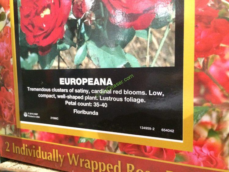 Costco139980BarerootRoses1Gallon2Pack4 CostcoChaser