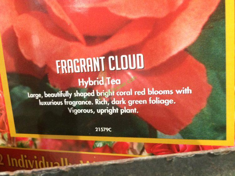 Costco139980BarerootRoses1Gallon2Pack5 CostcoChaser