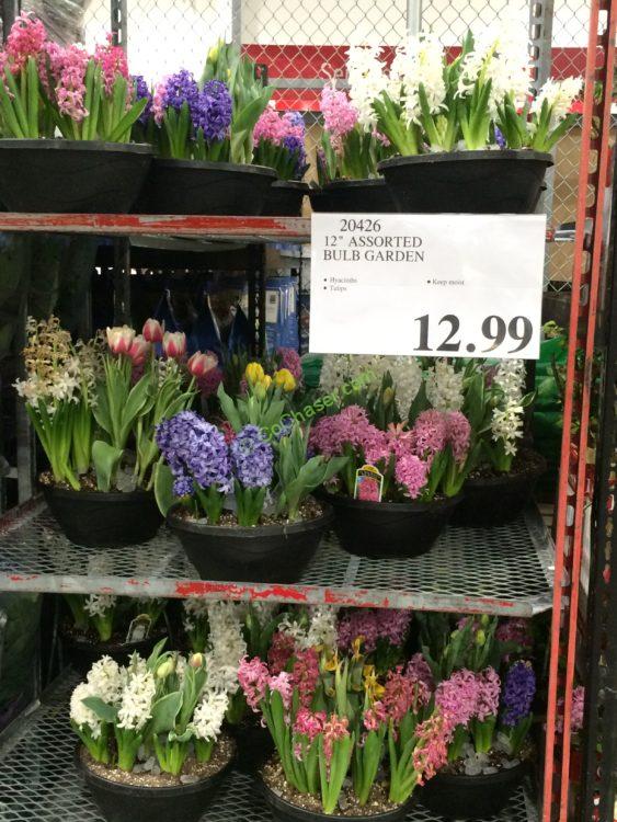 Costco-20426-12- Assorted-Blue-Garden-all