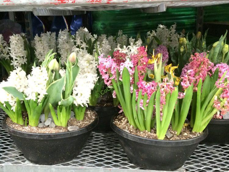 Costco-20426-12- Assorted-Blue-Garden