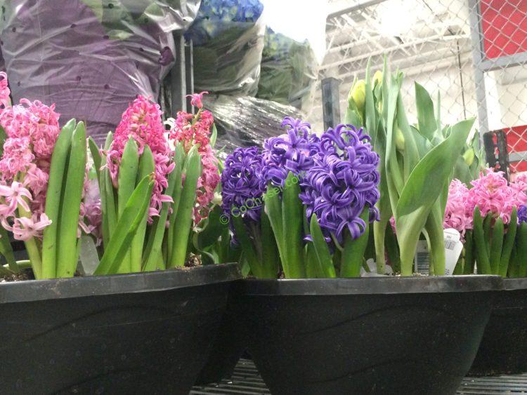 Costco-20426-12- Assorted-Blue-Garden1