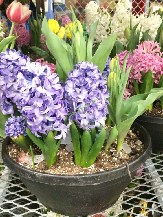 Costco-20426-12- Assorted-Blue-Garden2