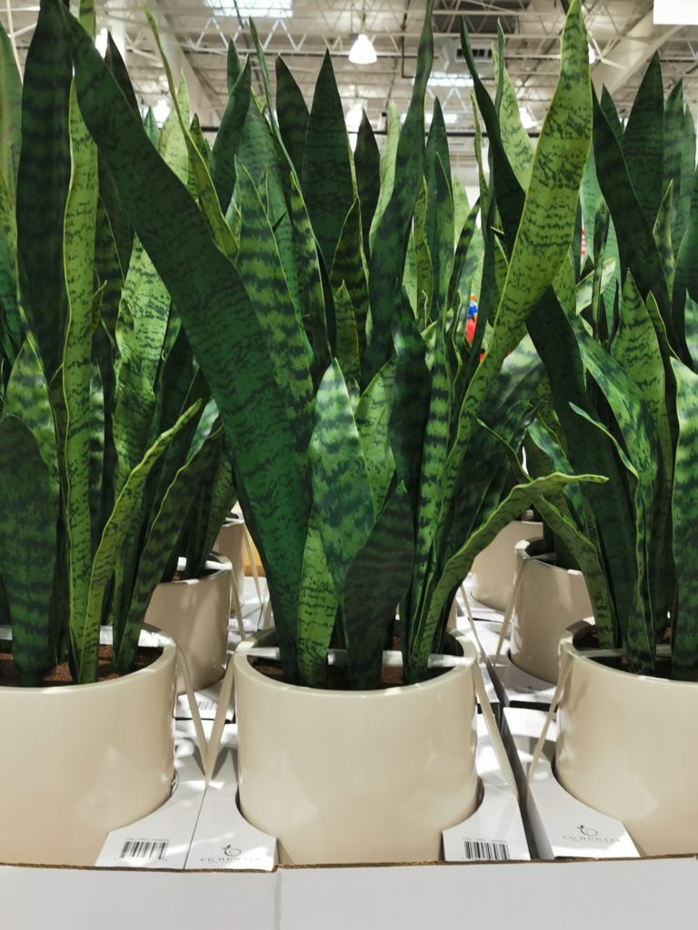 Costco1404926CG HunterSnakePlant CostcoChaser