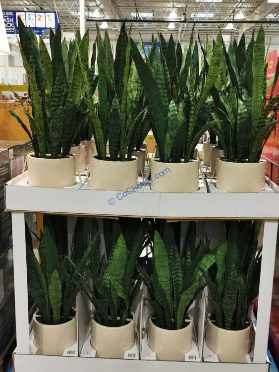 Costco1404926CG HunterSnakePlantall CostcoChaser