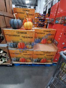 Costco-1601245-Fall-Harvest-Pumpkins-all